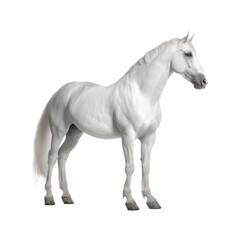 Obraz premium beautiful horse isolated on white