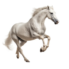beautiful horse isolated on white