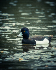 Duck swimming together in a tranquil pond