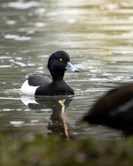 Duck swimming near birds on the shore