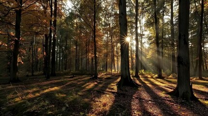 Obraz premium The sun filters through the foliage on the forest floor as it illuminates the treetops