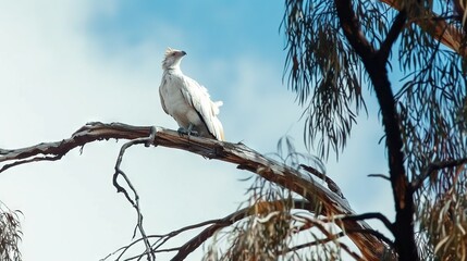  A lone white avian perches majestically atop a verdant tree limb, surrounded by a symphony of emerald foliage, against the tr