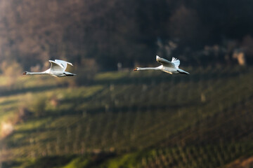 Two mute swans soaring in front of a green hillside
