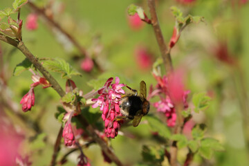 Bourdon des prés (Bombus pratorum)
Bombus pratorum in its natural element
