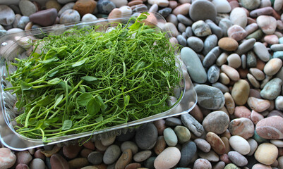 Young pea shoots of microgreens cut and placed in a transparent container on sea rocks background 
