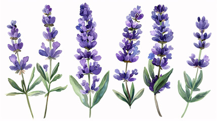 Fototapeta premium Watercolor hand drawn floral wreath isolated on white background