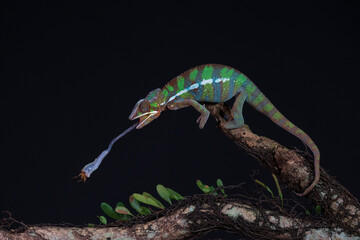 Closeup of a panther chameleon perched on a branch