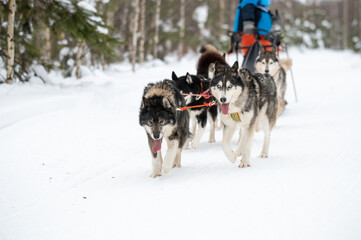 Winter dog sledding races