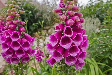 Pink garden foxglove close-up. Pink garden flowers. © tillottama
