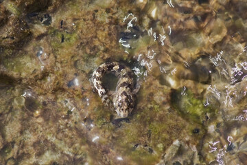 Small marine fish Alticus saliens on a rock close-up