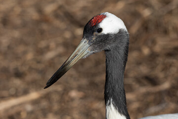 a red - necked crane standing in front of dry grass and twigs