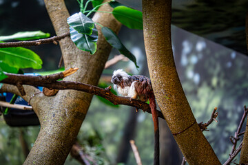 Monkey perched in a tree, enjoying fruits from the branches