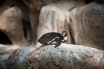 a penguin sitting on top of a large rock next to a water fall