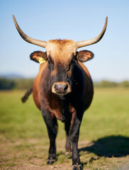 Cow is drooling on the meadow in Bavaria Germany