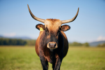 Cow is drooling on the meadow in Bavaria Germany