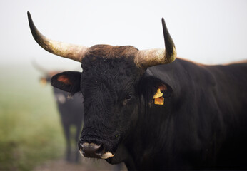 Cows in the fog in Bavaria Germany