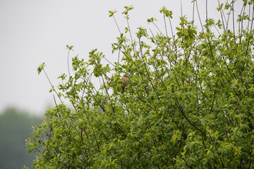 A small bird on a green spring bush