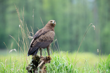 A large bird of prey sits on a stump against the background of grass and greenery