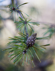 Forest at the Danube River after high water in Bavaria Germany