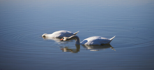 Swans at the river of Isar in Bavaria Germany
