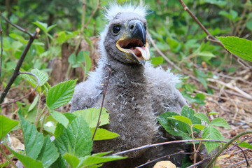 Frontal portrait of a white-tailed eagle chick © Jarosław Kochnio