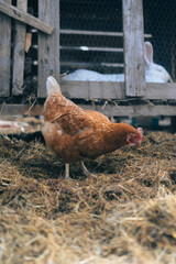 chicken with two rabbits in the background of a house and hay