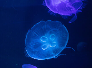 Obraz premium Jellyfish floating in water