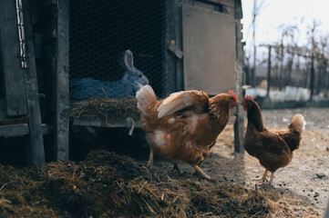 three chickens in an animal pens with hay on the ground