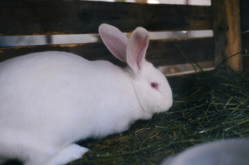 a white rabbit sitting on top of a grass covered ground