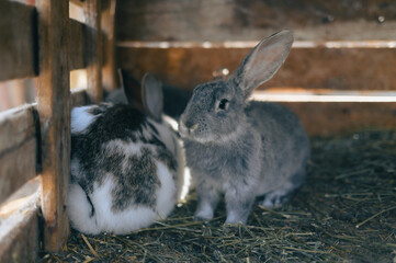 the two rabbits are together in the hut together on hay