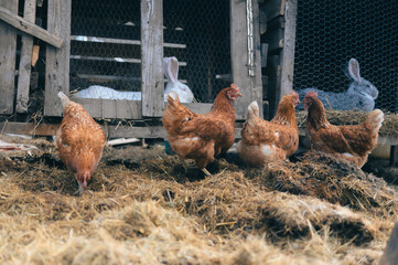 four chickens and one rabbit sitting in their pen in a barn