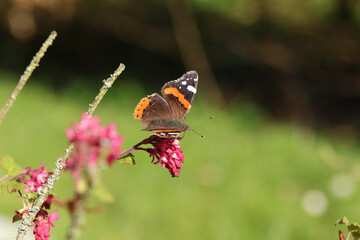 Vulcain (Vanessa atalanta)
Vanessa atalanta on an unidentified flower or plant
