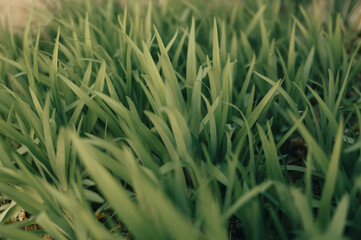 an up close shot of green grass with the leaves still on the green grass