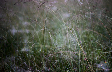 Moody autumn nature with spider webs at the river of Isar in Bavaria Germany