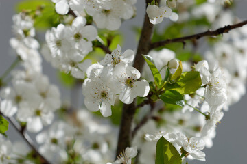Closeup of cherry blossoms on a tree branch
