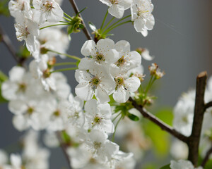 Closeup of cherry blossoms on a tree branch