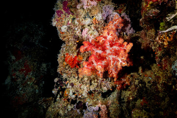 Closeup shot of a reddish coral on the rock