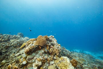 Obraz premium Serene ocean scene with fish swimming among coral reefs