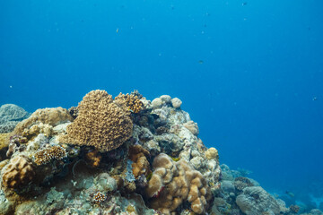 Naklejka premium Underwater coral reef in calm blue ocean depths