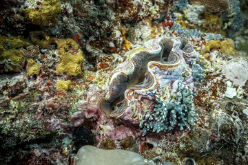 Vibrant coral reef with colorful corals and sponges