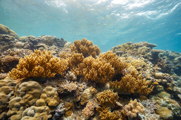 Soft daylight illuminates a vibrant coral reef