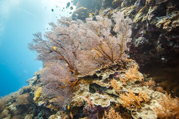 Underwater coral reef in calm blue ocean depths
