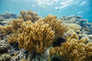 Underwater coral reef in calm blue ocean depths