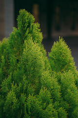 Vertical closeup of green leaves on branches of a plant