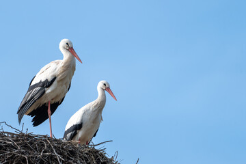 stork in marburg germany