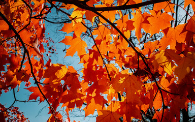 red and orange leaves on a tree, showing colors for autumn