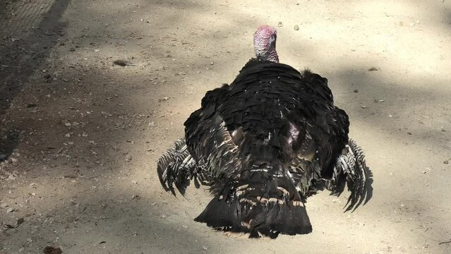 Adult turkey in the farm yard