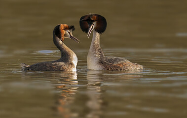 Couple of great crested grebes swimming in the lake