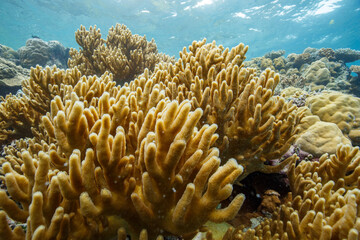 Beautiful yellowish corals illuminated by sunlight