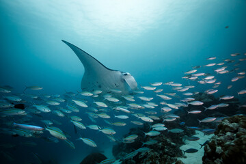 Underwater ocean scene with a variety of fish swimming among coral reefs